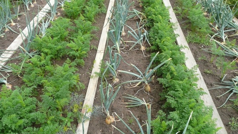 Planting onions before winter: is it possible to plant after carrots?