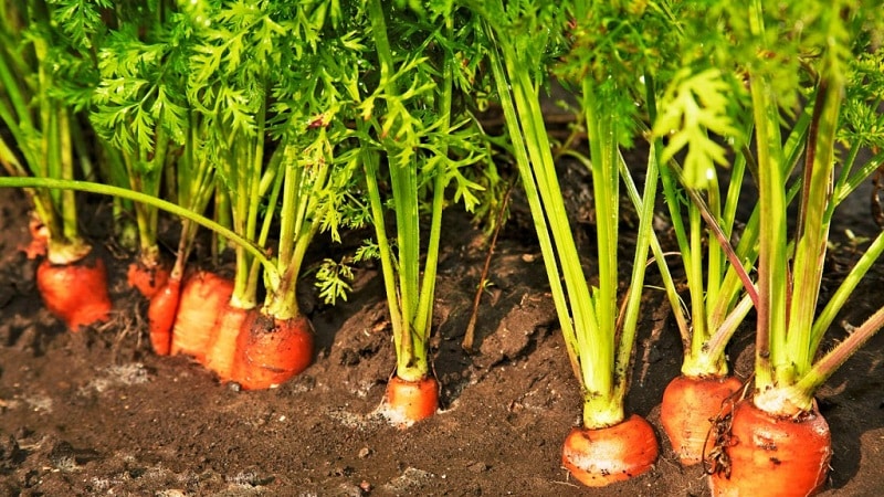 Planting onions before winter: is it possible to plant after carrots?