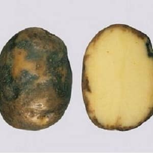 What is potato late blight: description of the disease and treatment methods
