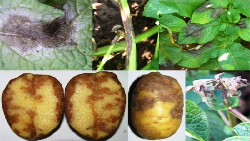 Reasons for tops drying out and whether potatoes grow after this