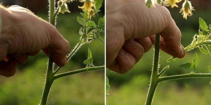 Forming bushes correctly: do low-growing tomatoes plant and what varieties do not require this stage