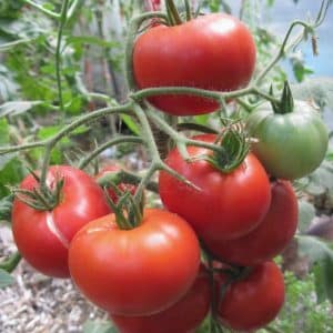 Forming bushes correctly: do low-growing tomatoes plant and what varieties do not require this stage