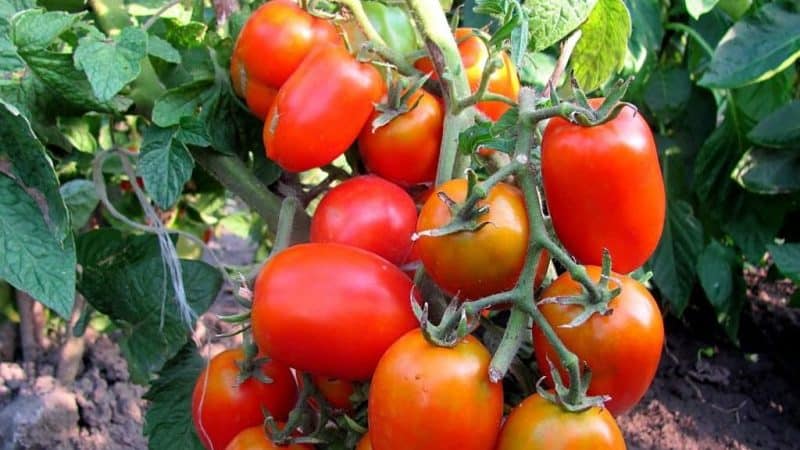 Forming bushes correctly: do low-growing tomatoes plant and what varieties do not require this stage
