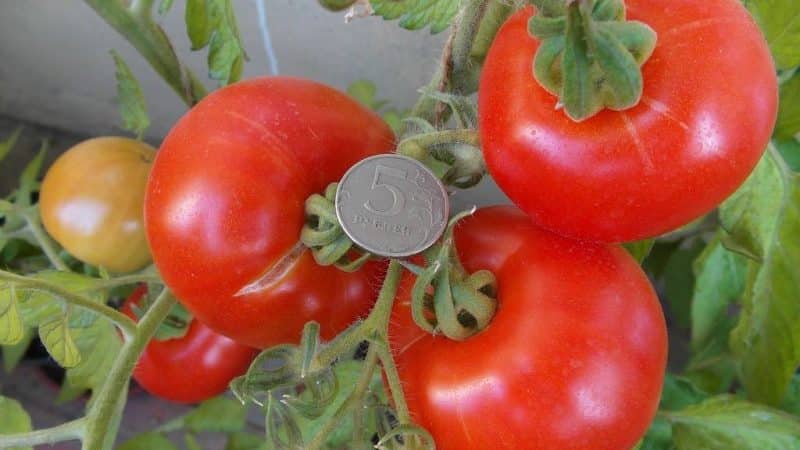 Forming bushes correctly: do low-growing tomatoes plant and what varieties do not require this stage