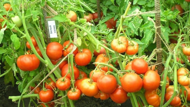 Forming bushes correctly: do low-growing tomatoes plant and what varieties do not require this stage
