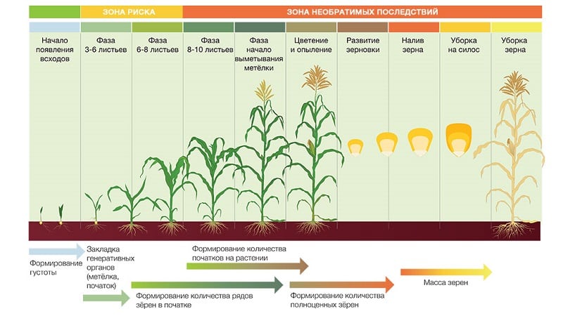 How corn grows: photos and stages of cultivation, advice from experienced farmers