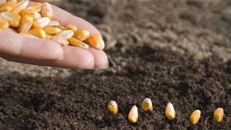 How corn grows: photos and stages of cultivation, advice from experienced farmers