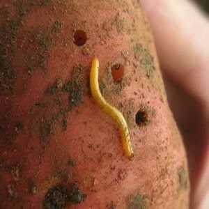 Effective pest control: how to get rid of wireworms in a potato plot