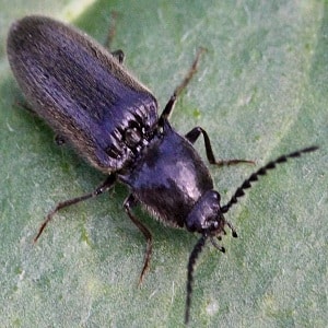 Effective pest control: how to get rid of wireworms in a potato plot