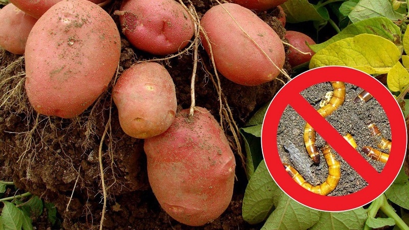 What to do if potatoes burst and crack in the ground, why does this happen?