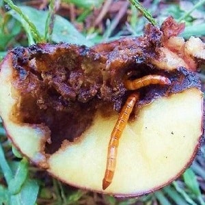 Effective pest control: how to get rid of wireworms in a potato plot