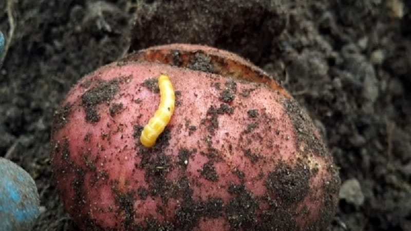 What to do if potatoes burst and crack in the ground, why does this happen?