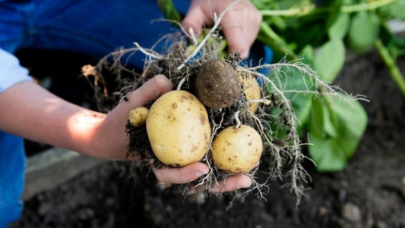 Effective pest control: how to get rid of wireworms in a potato plot