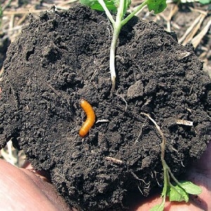 Effective pest control: how to get rid of wireworms in a potato plot
