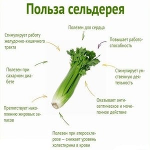 Celery for weight loss: how much can you eat per day