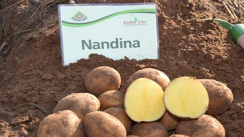 Early ripening potato variety Nandina with good keeping quality