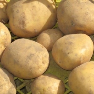 Early ripening potato variety Nandina with good keeping quality