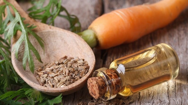 How to make oil from carrot seeds and what it is used for