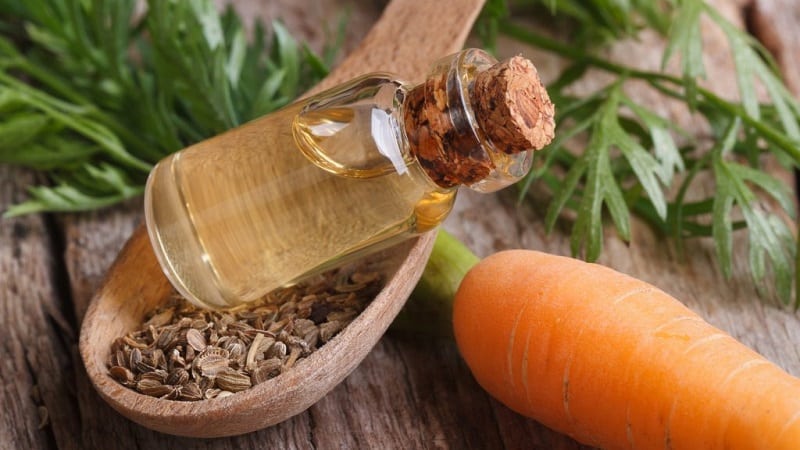 How to make oil from carrot seeds and what it is used for