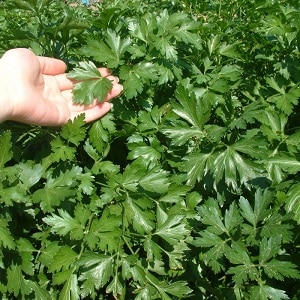 Parsley - description, cultivation, photo