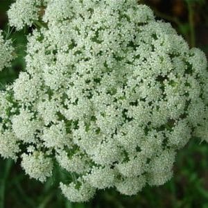 When is it time to collect carrot seeds and how to do it correctly