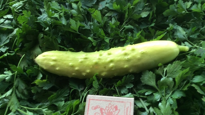 Exotics in your beds - white cucumbers: varieties, growing characteristics and differences from green ones