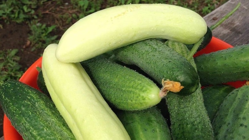 Exotics in your beds - white cucumbers: varieties, growing characteristics and differences from green ones