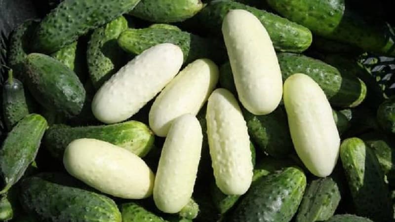 Exotics in your beds - white cucumbers: varieties, growing characteristics and differences from green ones
