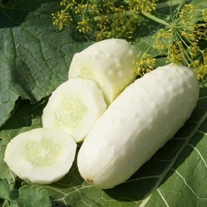 Exotics in your beds - white cucumbers: varieties, growing characteristics and differences from green ones