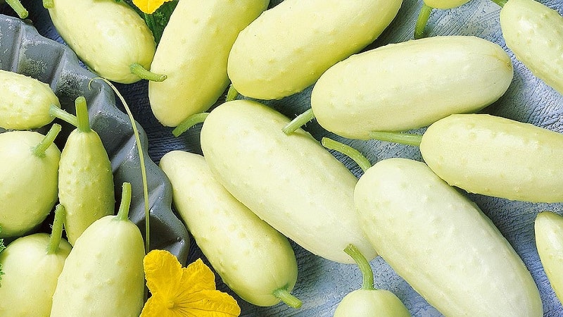 Exotics in your beds - white cucumbers: varieties, growing characteristics and differences from green ones