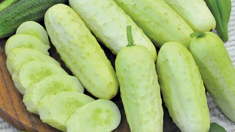 Exotics in your beds - white cucumbers: varieties, growing characteristics and differences from green ones
