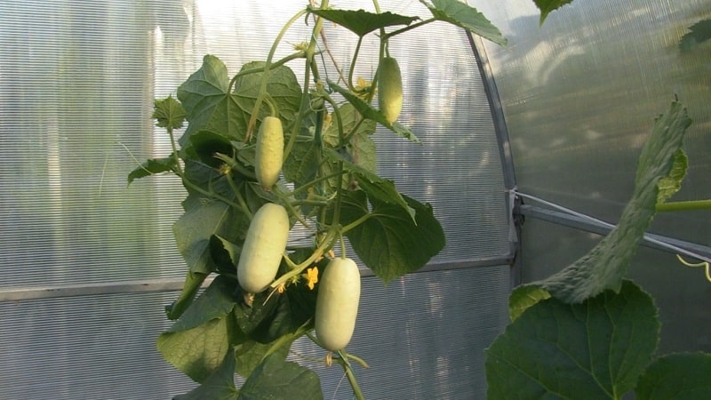 Exotics in your beds - white cucumbers: varieties, growing characteristics and differences from green ones