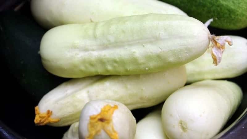 Exotics in your beds - white cucumbers: varieties, growing characteristics and differences from green ones