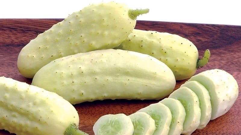Exotics in your beds - white cucumbers: varieties, growing characteristics and differences from green ones