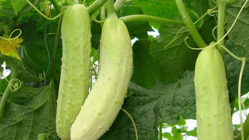 Exotics in your beds - white cucumbers: varieties, growing characteristics and differences from green ones