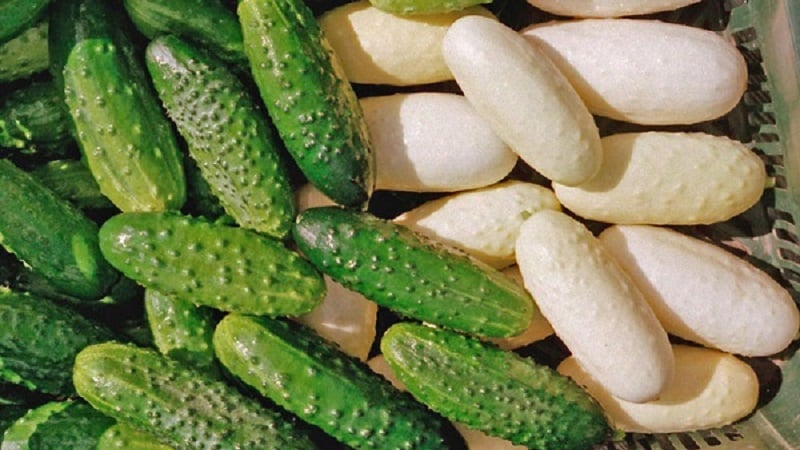 Exotics in your beds - white cucumbers: varieties, growing characteristics and differences from green ones
