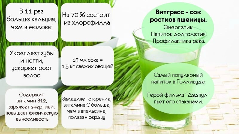Maximum benefits in one glass: prepare and drink wheatgrass juice correctly