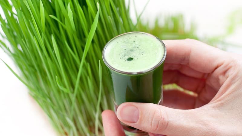 Maximum benefits in one glass: prepare and drink wheatgrass juice correctly