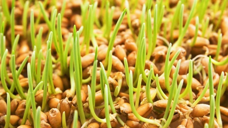 Maximum benefits in one glass: prepare and drink wheatgrass juice correctly
