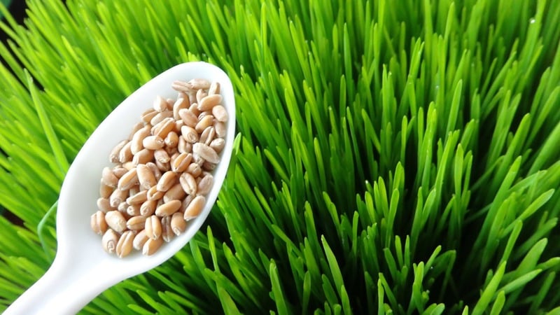 Maximum benefits in one glass: prepare and drink wheatgrass juice correctly