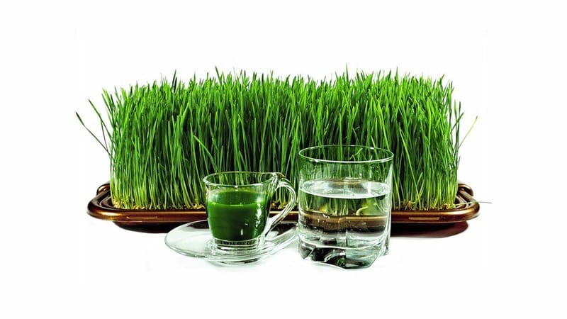 Maximum benefits in one glass: prepare and drink wheatgrass juice correctly