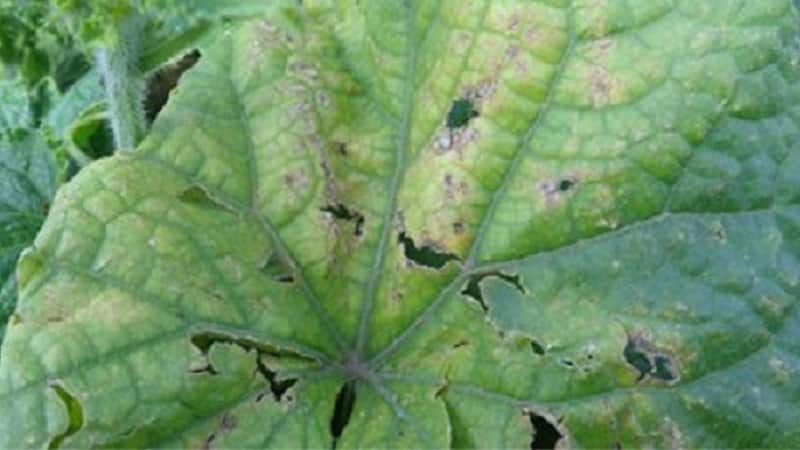 What to do for bacteriosis of cucumbers - treatment with effective methods