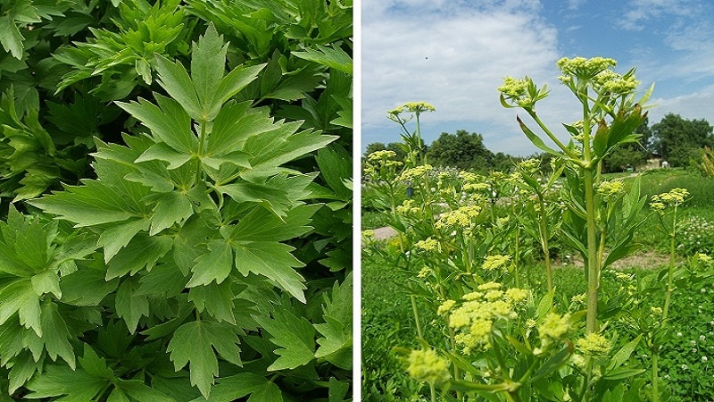 What is the difference between lovage and celery or are they the same thing?