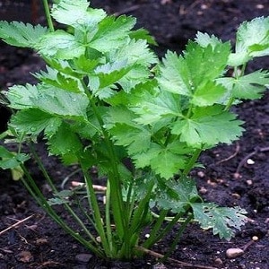 What is the difference between lovage and celery or are they the same thing?