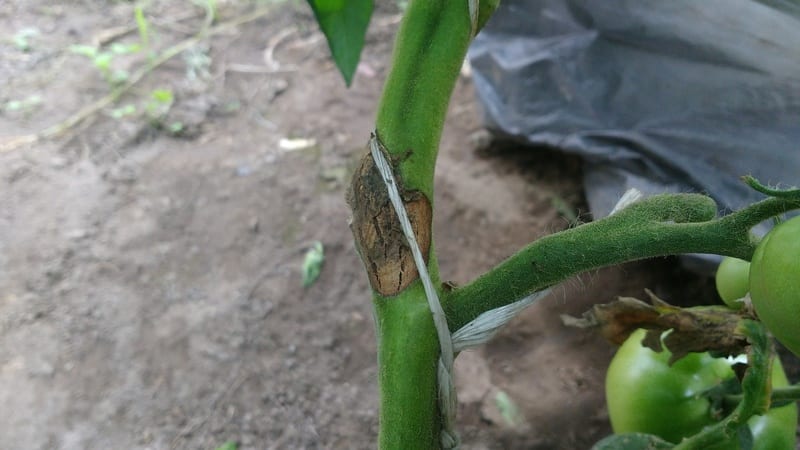 What are the diseases of tomatoes in a greenhouse and how to combat them?