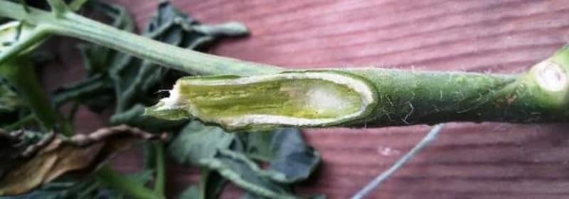 What are the diseases of tomatoes in a greenhouse and how to combat them?