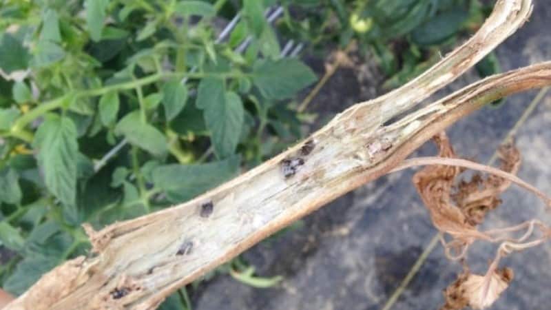 What are the diseases of tomatoes in a greenhouse and how to combat them?