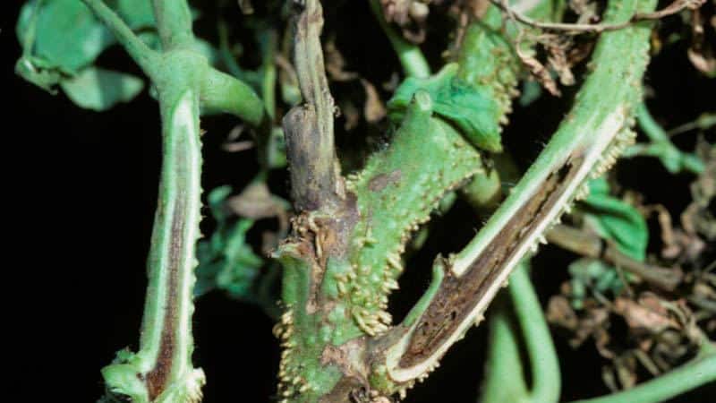 What are the diseases of tomatoes in a greenhouse and how to combat them?