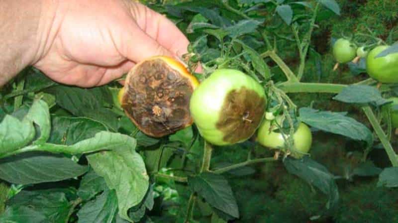 What are the diseases of tomatoes in a greenhouse and how to combat them?