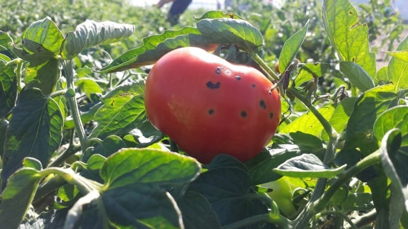 What are the diseases of tomatoes in a greenhouse and how to combat them?